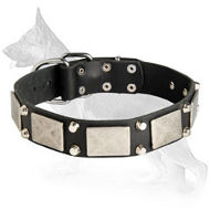 Leather German Shepherd Collar with nickel Plated Plates and Pyramids
