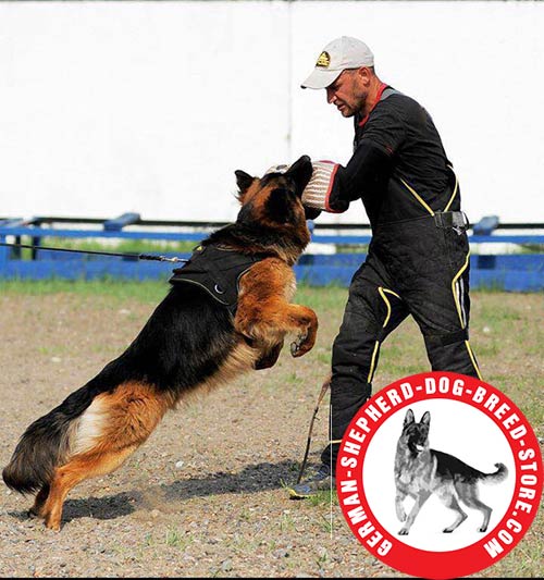 Nylon dog harness for efficient training