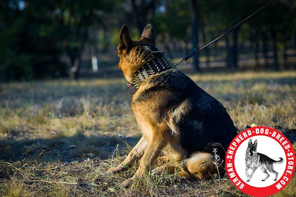 Cool Design Collar with Brass Spikes for German Shepherd