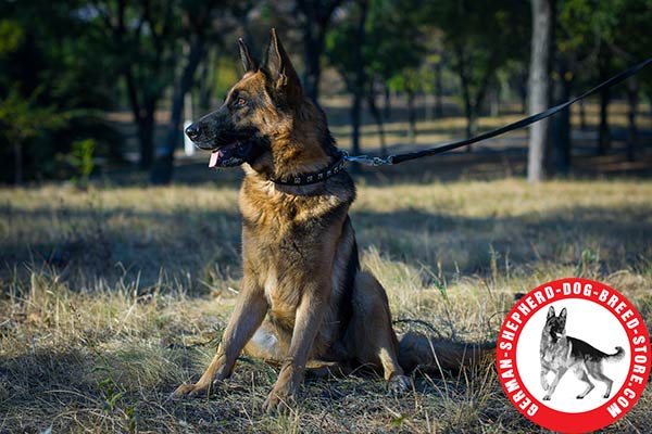 Original Design German Shepherd Collar with Brass Plates