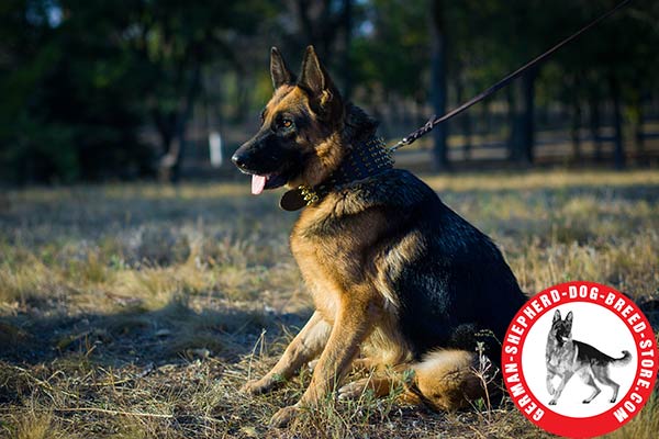 Chic Style Leather German Shepherd Collar with Spikes