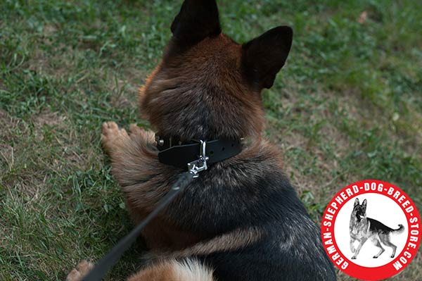 Nickel-plated D-ring on German Shepherd Collar