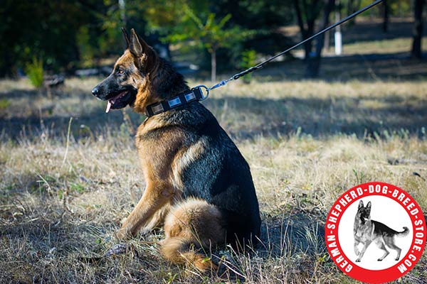 Newly Designed German Shepherd Collar with Antiqued Plates