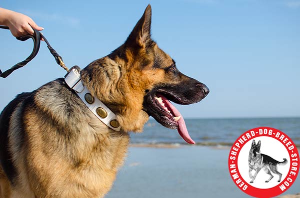 Decorated Leather Dog Collar in Bright White