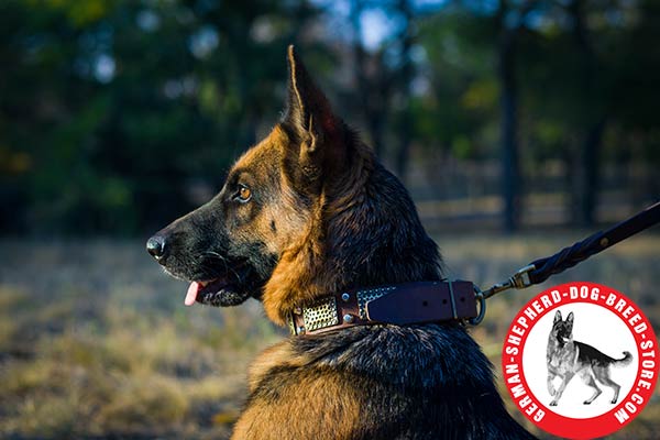 German Shepherd Collar with Massive Engraved Plates and Shiny Pyramids