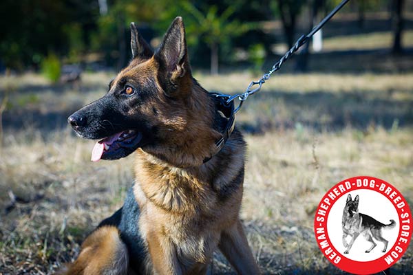 Comfortable Leather German Shepherd  Collar with Oiled Edges