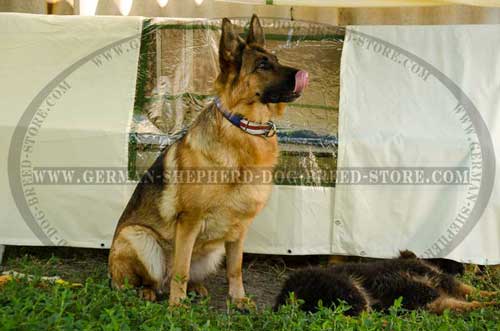 German Shepherd Collar Leather With Stylish Painting