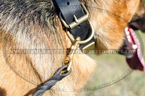 Buckled Leather German Shepherd Collar with Massive Brass Plates