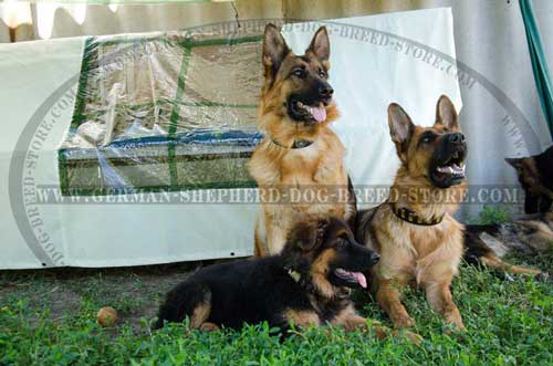 German Shepherd Collar Leather With Rustproof Fittings