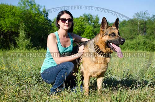 Extra Wide Leather German Shepherd Collar with 5 Rows of Brass Spikes