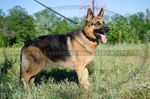 Nappa Padded Leather German Shepherd Collar Stitched with White Nylon Thread