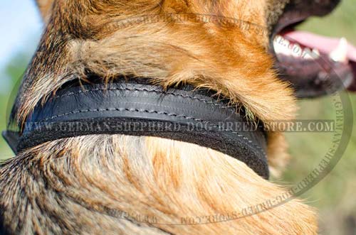 25 mm Wide Felt Padded Leather Dog Collar for German Shepherd