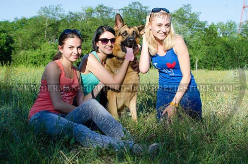 Leather German Shepherd Collar Spiked with Nickel Coated Plates