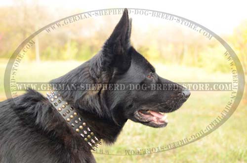 German Shepherd Collar Leather Superior Quality