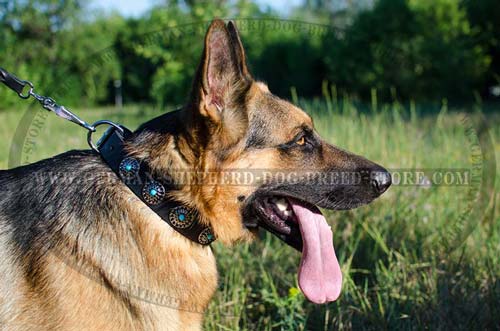 Leather German Shepherd Collar with Elegant Nickel Plated Circles and Blue Stones