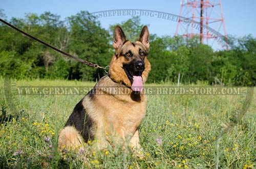 Leather German Shepherd Collar with Massive Brass Plates and Nickel Plated Spikes