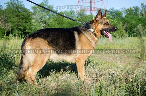 Leather German Shepherd Collar with Massive Plates and Brass Spikes