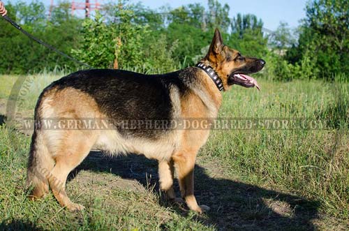 Leather German Shepherd Collar with Slim Nickel Plated Plates