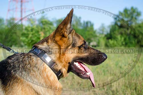 Leather German Shepherd Collar with Wide Decorative Nickel Covered Plates