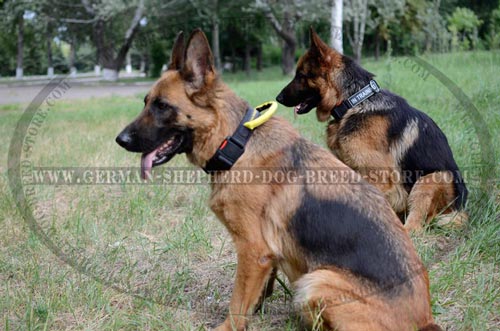 German Shepherd Collar Nylon Durable