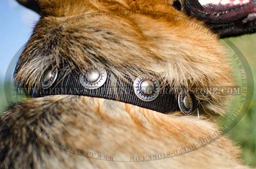 Nylon German Shepherd Collar Decorated with Beautiful Circles