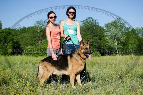 Nylon German Shepherd Collar Decorated with Pyramids