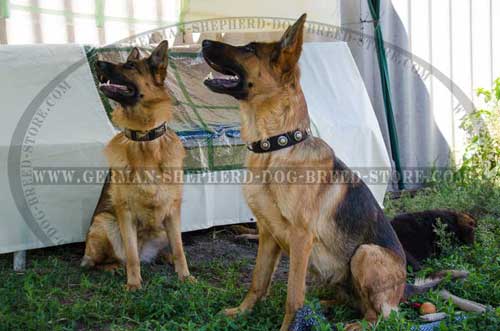 German Shepherd Collar Nylon Amazing