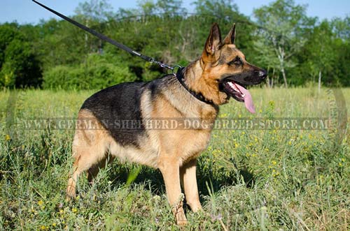 Nylon German Shepherd Collar Decorated with Nickel Plated Pyramids