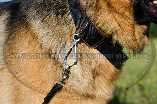 German Shepherd Collar with Nickel Plated Hardware