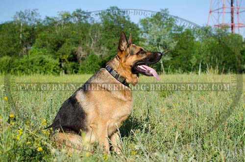 Nylon German Shepherd Collar Decorated with Nickel Plated Plates