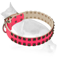 Leather German Shepherd Collar Studded with Old Nickel Plated Square Studs