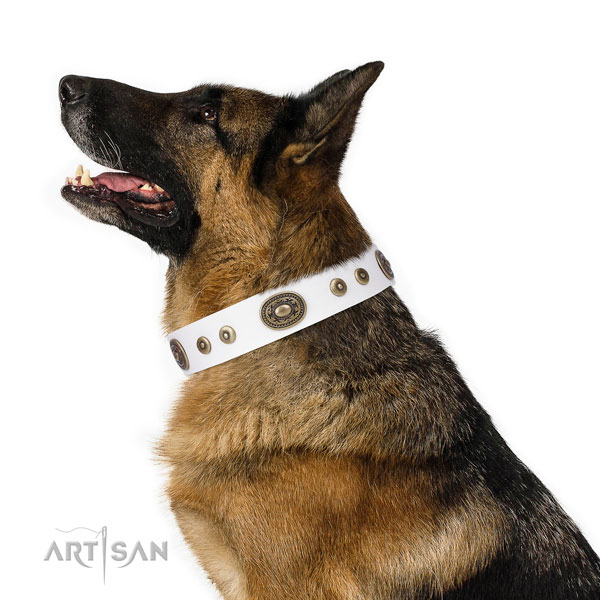Impressive decorated leather dog collar for basic training