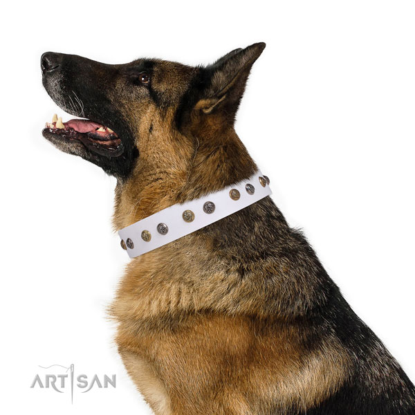 Everyday walking studded dog collar made of strong natural leather