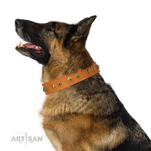 Stylish embellishments on basic training dog collar
