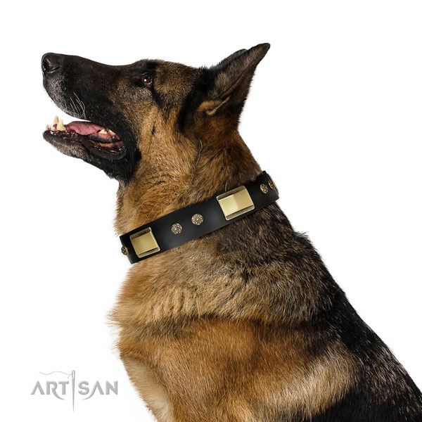 Daily use dog collar of natural leather with impressive adornments