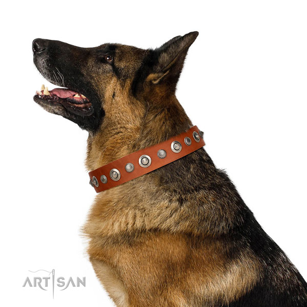 Durable natural leather dog collar with fashionable embellishments