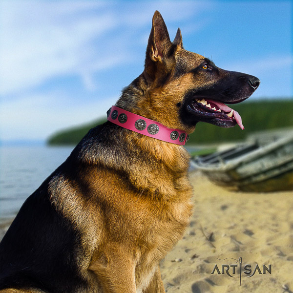 German Shepherd Dog trendy adorned full grain natural leather dog collar for everyday walking