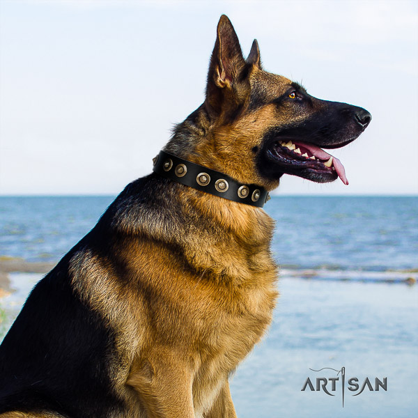 German Shepherd Dog impressive studded natural genuine leather dog collar