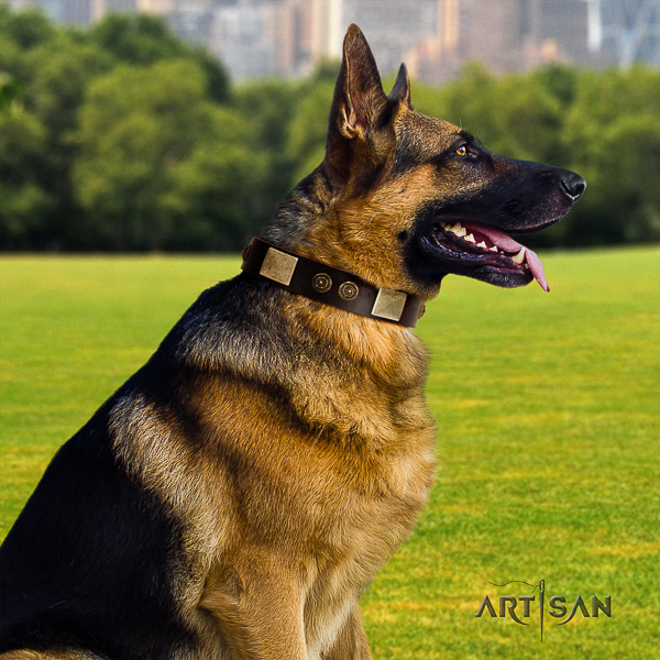 German Shepherd Dog significant studded full grain genuine leather dog collar