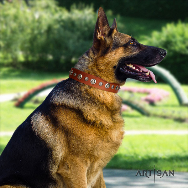 German Shepherd natural genuine leather dog collar with embellishments for your beautiful canine