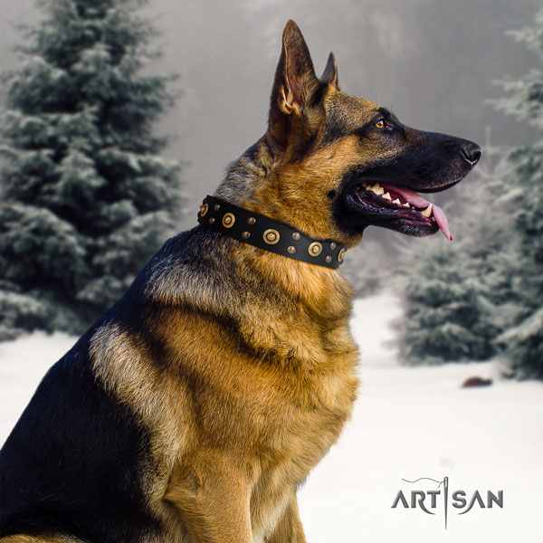 German Shepherd full grain natural leather dog collar with embellishments for your stylish pet