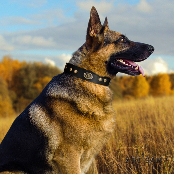 German Shepherd full grain natural leather dog collar with adornments for your stylish four-legged friend