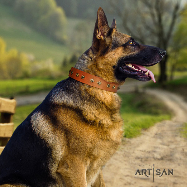 German Shepherd natural genuine leather dog collar with decorations for your impressive canine