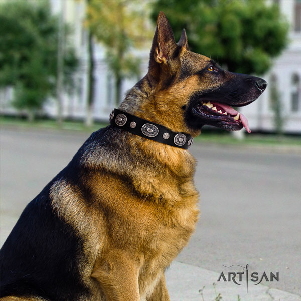 German Shepherd full grain natural leather dog collar with embellishments for your attractive dog