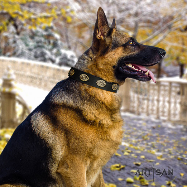 German Shepherd leather dog collar with adornments for your stylish dog