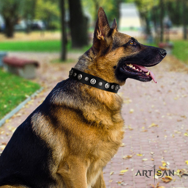 German Shepherd full grain genuine leather dog collar with adornments for your handsome four-legged friend