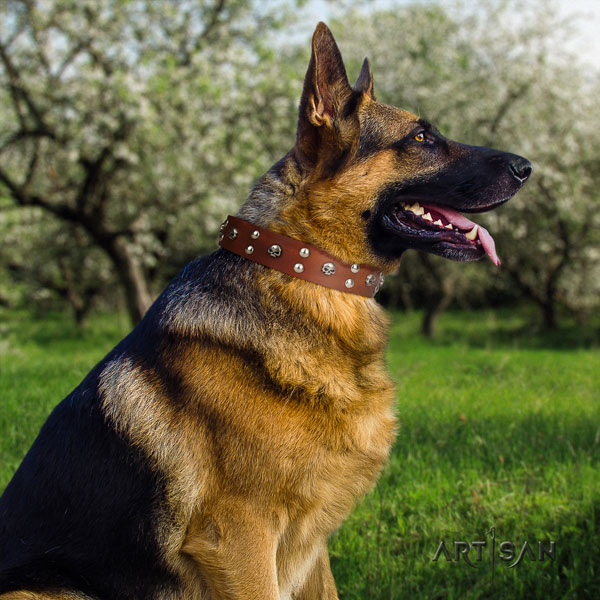 German Shepherd natural genuine leather dog collar with studs for your stylish pet