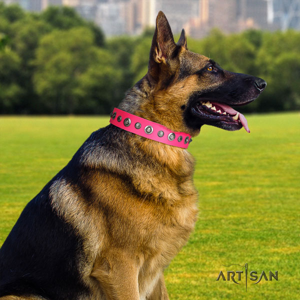 German Shepherd genuine leather dog collar with studs for your handsome dog