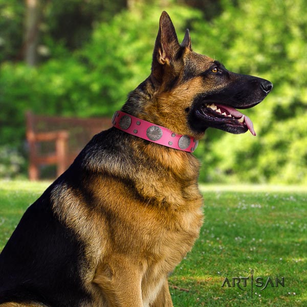 German Shepherd easy wearing full grain natural leather dog collar with stylish design adornments