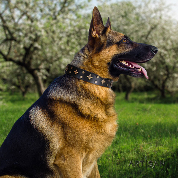 German Shepherd full grain natural leather dog collar with adornments for your handsome pet